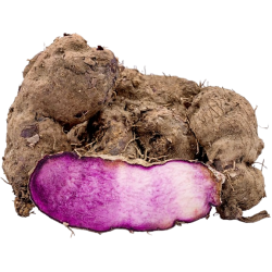 Yam Retalu lb