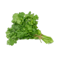 Cilantro (Coriander) ea