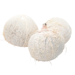 Coconut Young ea