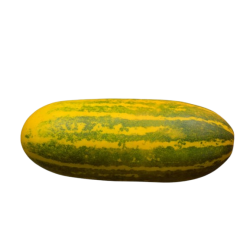 Cucumber Indian 1lb