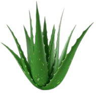 Aloe Vera 1lb,FarF