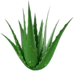 Aloe Vera 1lb,FarF