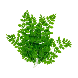 Drumstick Leaf Bunch ea