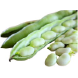 Fava Beans Fresh 1lb