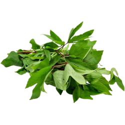Gongura Leaf Bunch,ea
