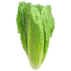 Lettuce,ea
