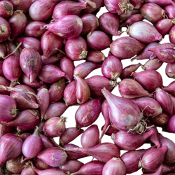 Shallot Big 1lb