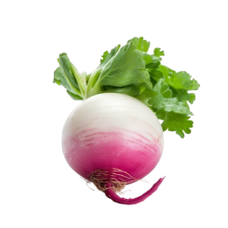 Turnip 1lb