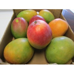 Mango Indian (local Grown)  Box,